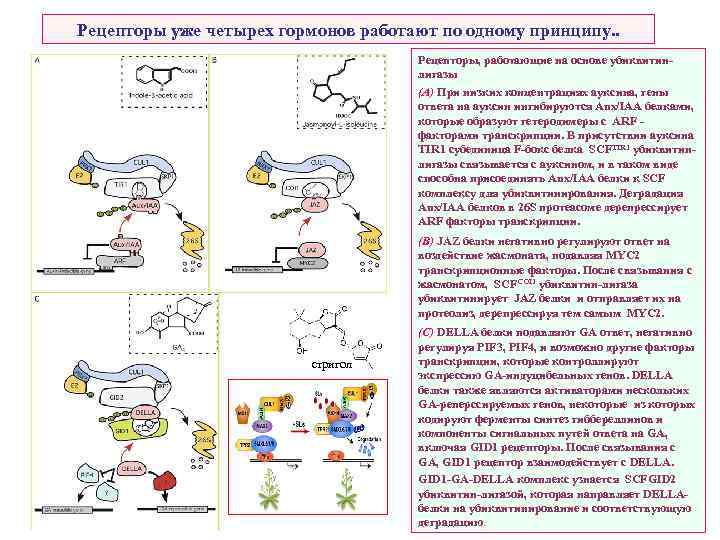 Рецепторы уже четырех гормонов работают по одному принципу. . Рецепторы, работающие на основе убиквитинлигазы