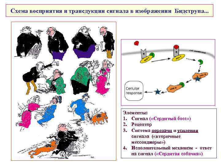Схема восприятия и трансдукции сигнала в изображении Бидструпа. . . Элементы: 1. Сигнал (