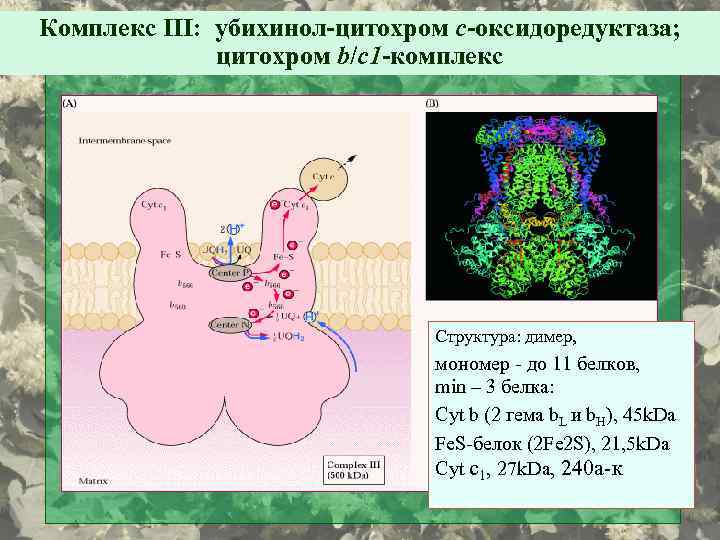 Комплекс III: убихинол-цитохром c-оксидоредуктаза; цитохром b/c 1 -комплекс Структура: димер, мономер - до 11