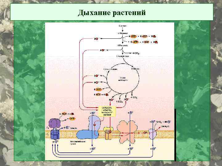 Дыхание растений 