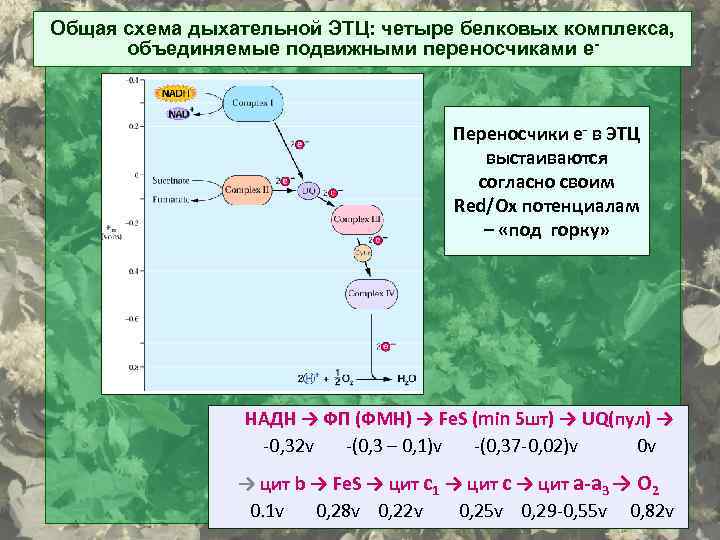 Общая схема дыхательной ЭТЦ: четыре белковых комплекса, объединяемые подвижными переносчиками е- Переносчики е- в