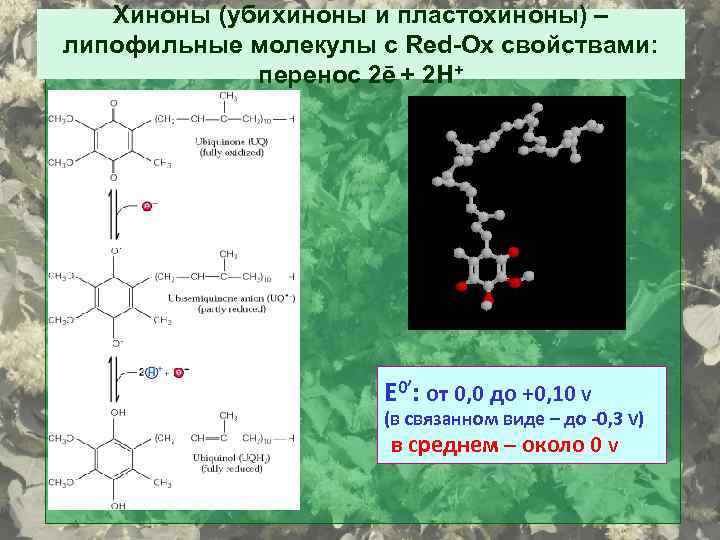 Хиноны (убихиноны и пластохиноны) – липофильные молекулы с Red-Ox свойствами: перенос 2ē + 2