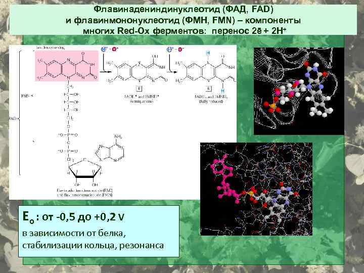 Флавинадениндинуклеотид (ФАД, FAD) и флавинмононуклеотид (ФМН, FMN) – компоненты многих Red-Ox ферментов: перенос 2ē