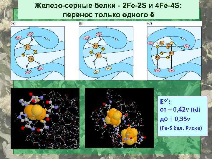 Железо-серные белки - 2 Fe-2 S и 4 Fe-4 S: перенос только одного ē