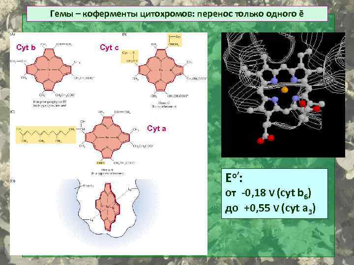 Гемы – коферменты цитохромов: перенос только одного ē Cyt b Cyt с Cyt а