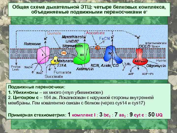 Общая схема дыхательной ЭТЦ: четыре белковых комплекса, объединяемые подвижными переносчиками е- Подвижные переносчики: 1.