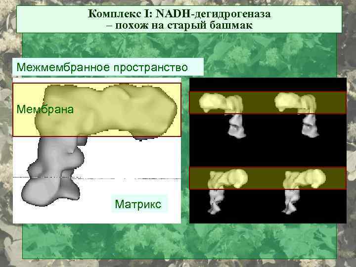 Комплекс I: NADH-дегидрогеназа – похож на старый башмак Межмембранное пространство Мембрана Матрикс 