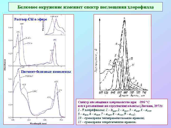 Белковое окружение изменяет спектр поглощения хлорофилла Раствор Chl в эфире Пигмент-белковые комплексы Спектр поглощения