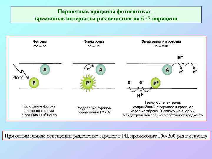 Первичные процессы фотосинтеза – временные интервалы различаются на 6 -7 порядков Фотоны фс –