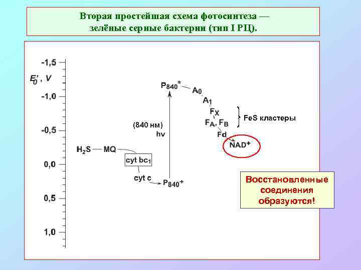  Вторая простейшая схема фотосинтеза — зелёные серные бактерии (тип I РЦ). (840 нм)