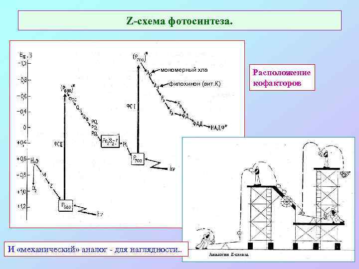 Z-схема фотосинтеза. мономерный хла филохинон (вит. К) И «механический» аналог - для наглядности. .