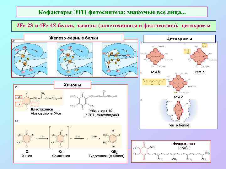 Кофакторы ЭТЦ фотосинтеза: знакомые все лица. . . 2 Fe-2 S и 4 Fe-4