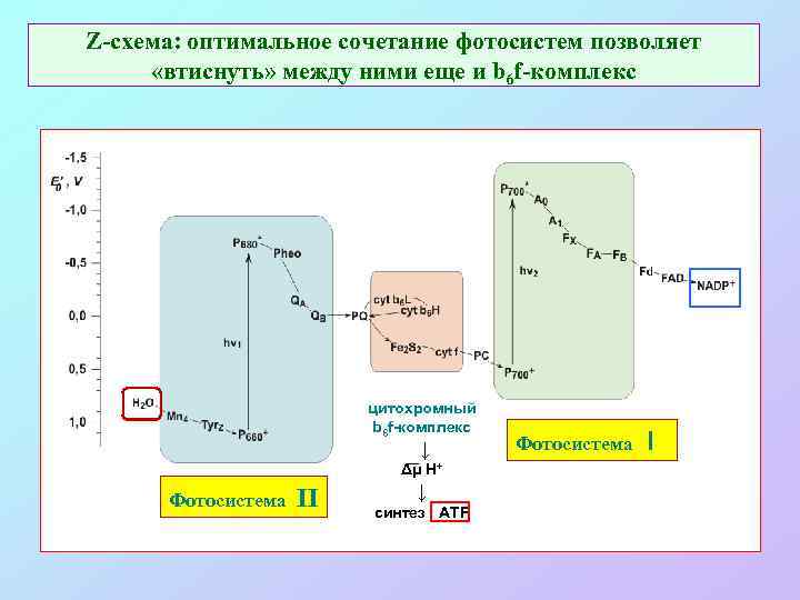 Z-схема: оптимальное сочетание фотосистем позволяет «втиснуть» между ними еще и b 6 f-комплекс цитохромный