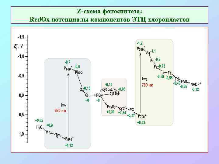 Z-схема фотосинтеза: Red. Ox потенциалы компонентов ЭТЦ хлоропластов 