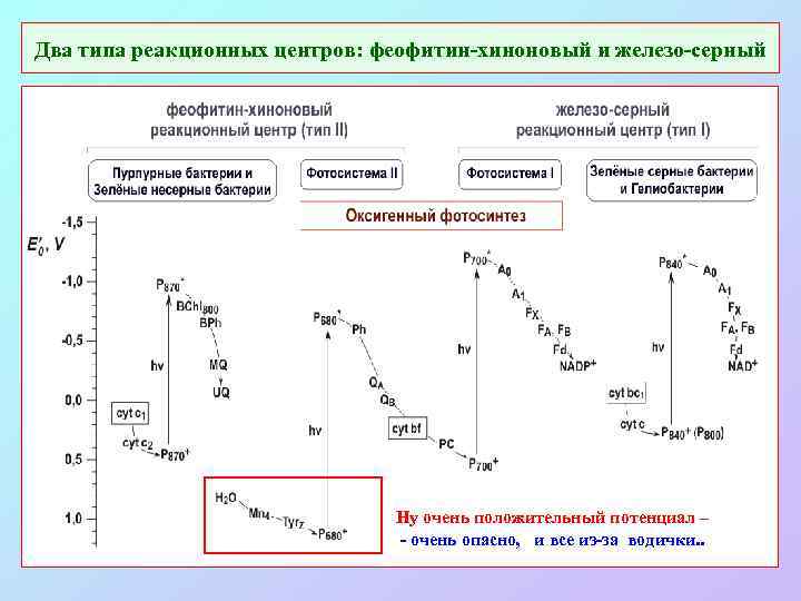 Два типа реакционных центров: феофитин-хиноновый и железо-серный Ну очень положительный потенциал – - очень