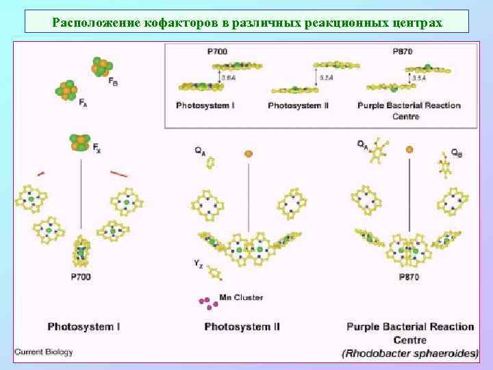 Расположение кофакторов в различных реакционных центрах 