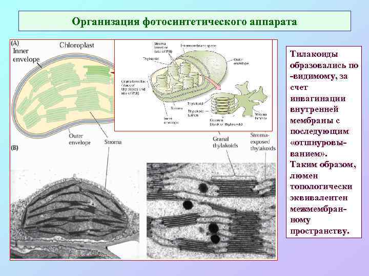 Организация фотосинтетического аппарата Тилакоиды образовались по -видимому, за счет инвагинации внутренней мембраны с последующим