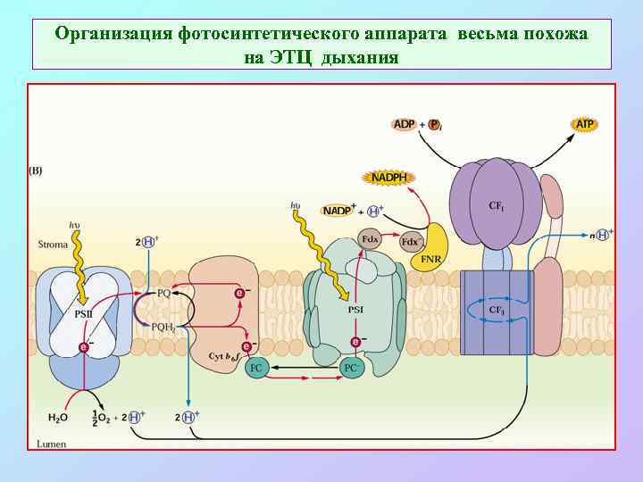 Организация фотосинтетического аппарата весьма похожа на ЭТЦ дыхания 