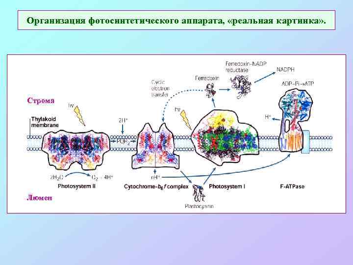 Организация фотосинтетического аппарата, «реальная картинка» . Строма Люмен 