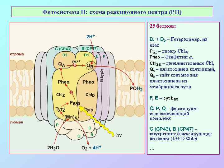 Фотосистема II: схема реакционного центра (РЦ) 25 белков: D 1 + D 2 –