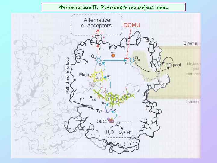 Фотосистема II. Расположение кофакторов. 