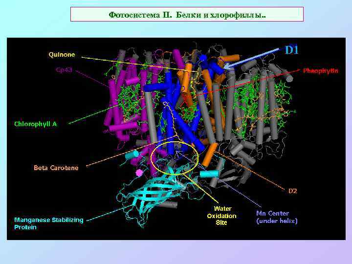 Фотосистема II. Белки и хлорофиллы. . D 1 
