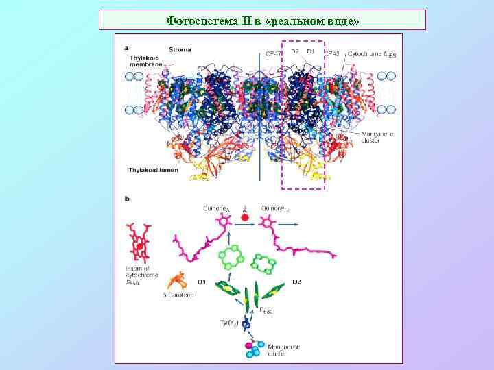 Фотосистема II в «реальном виде» 
