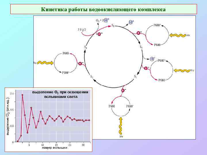 выделение О 2 (отн. ед. ) Кинетика работы водоокисляющего комплекса выделение O 2 при