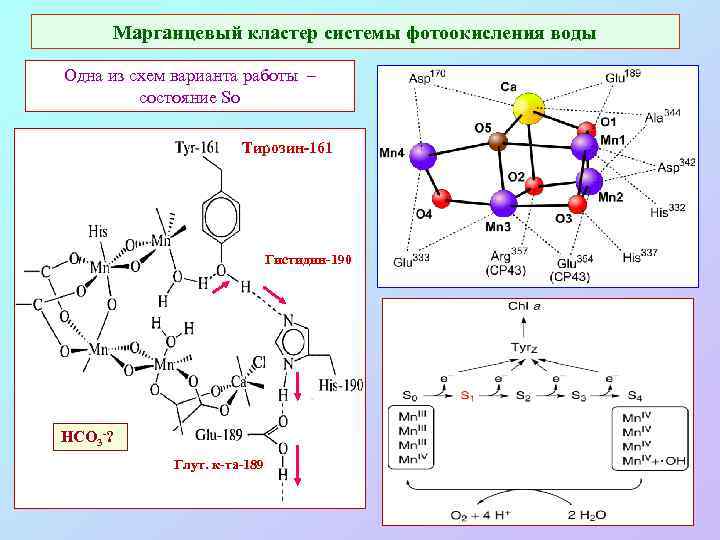Марганцевый кластер системы фотоокисления воды Одна из схем варианта работы – состояние So Тирозин-161