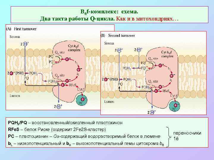 В 6 f-комплекс: схема. Два такта работы Q-цикла. Как и в митохондриях… PQH 2/PQ