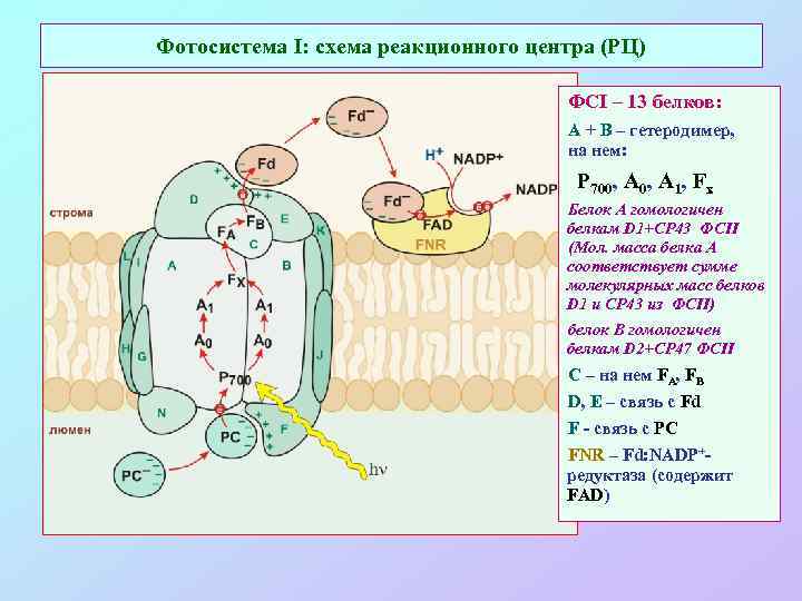 Фотосистема I: схема реакционного центра (РЦ) ФСI – 13 белков: А + В –