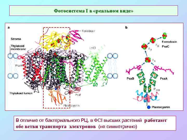 Фотосистема I в «реальном виде» В отличие от бактериального РЦ, в ФСI высших растений