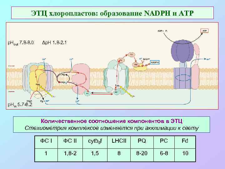 ЭТЦ хлоропластов: образование NADPH и ATP р. Нout 7. 8 -8. 0 Δp. H