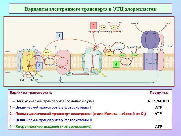 Электронно транспортная цепь схема