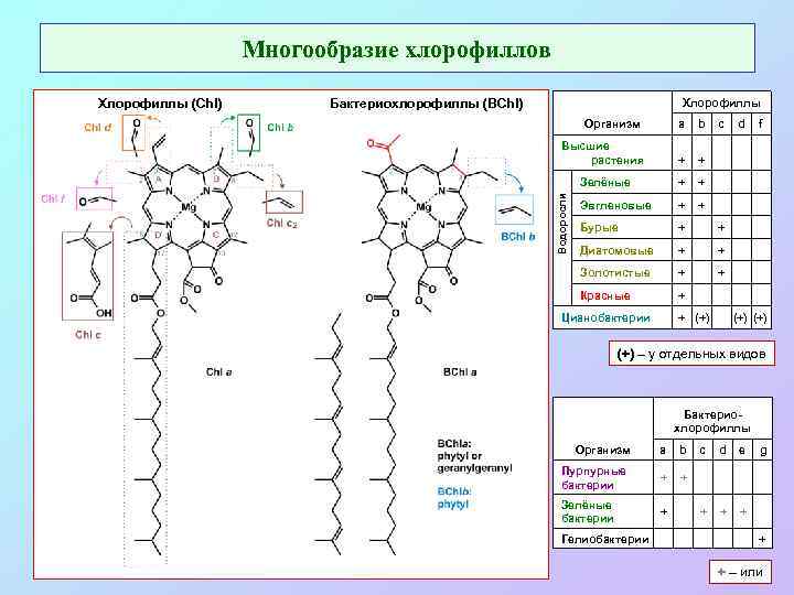 Хлорофиллы а б с д. Бактериохлорофиллы. Хлорофилл. Хлорофилл формула. Структура молекулы хлорофилла.