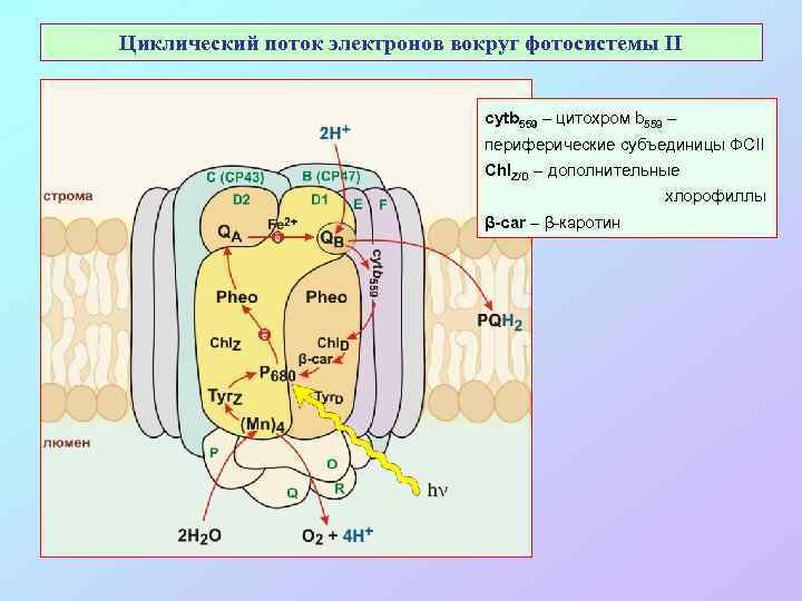 Циклический поток электронов вокруг фотосистемы II cytb 559 – цитохром b 559 – периферические