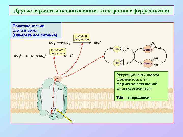 Другие варианты использования электронов с ферредоксина Восстановление азота и серы (минеральное питание) Регуляция активности