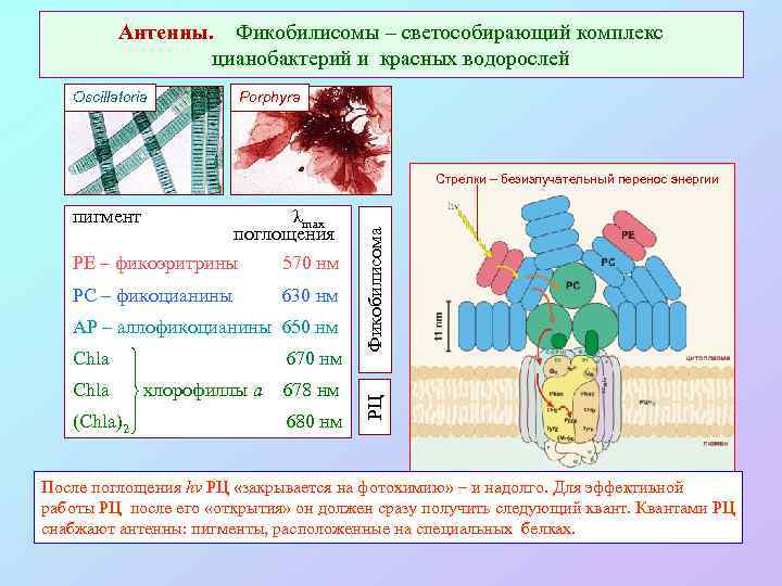 Антенны. Фикобилисомы – светособирающий комплекс цианобактерий и красных водорослей Oscillatoria Porphyra λmax поглощения PE