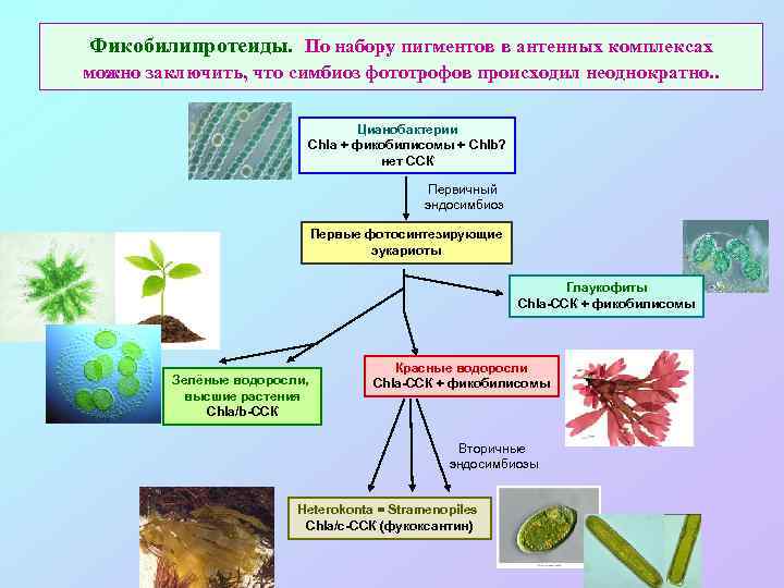 Фикобилипротеиды. По набору пигментов в антенных комплексах можно заключить, что симбиоз фототрофов происходил неоднократно.