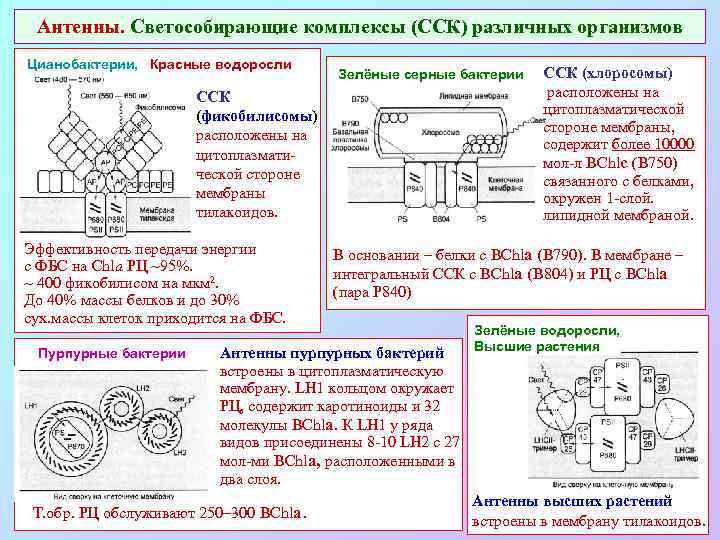 Антенны. Светособирающие комплексы (ССК) различных организмов Цианобактерии, Красные водоросли Зелёные серные бактерии ССК (фикобилисомы)