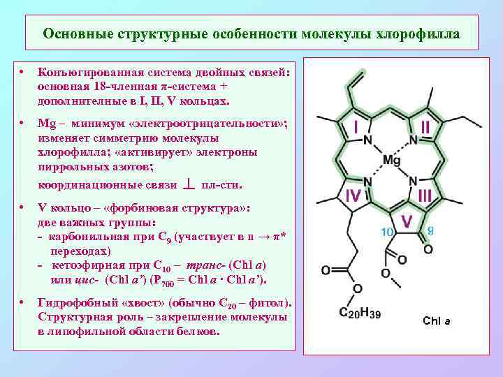 Электрон молекулы хлорофилла. Хлорофилл структура белка. Структурный компонент хлорофилла. Главный компонент хлорофилла магний. Молекула хлорофилла.