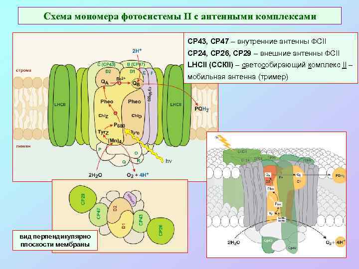 Схема мономера фотосистемы II с антенными комплексами СР 43, СР 47 – внутренние антенны