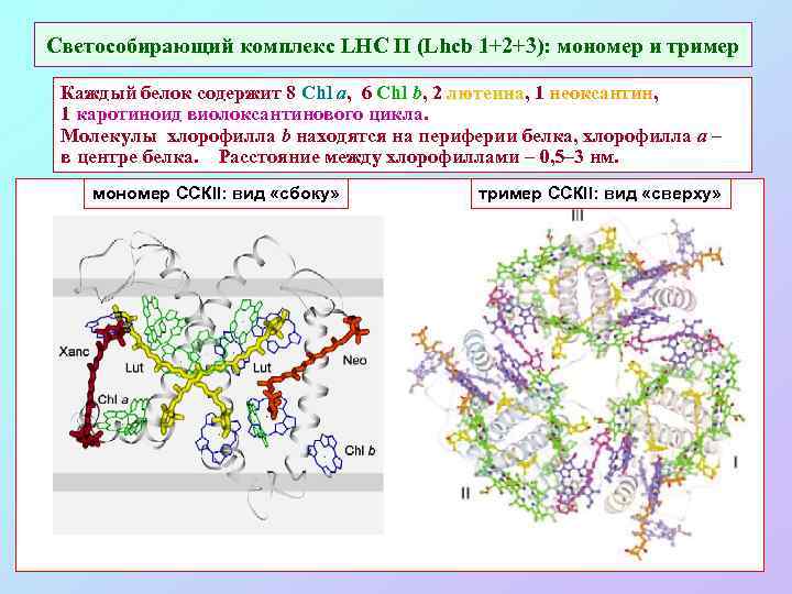 Светособирающий комплекс LHC II (Lhcb 1+2+3): мономер и тример Каждый белок содержит 8 Chl