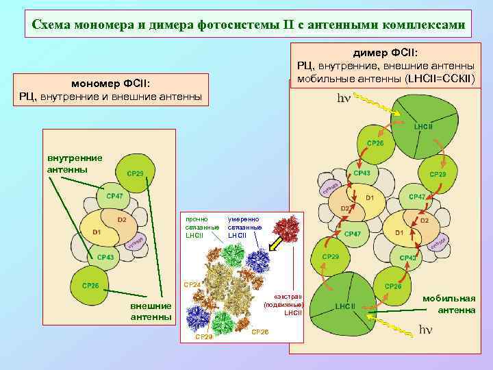 Схема мономера и димера фотосистемы II с антенными комплексами димер ФСII: РЦ, внутренние, внешние