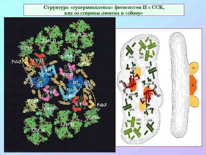 Структура «суперкомплекса» фотосистем II c ССК, вид со стороны люмена и «сбоку» 