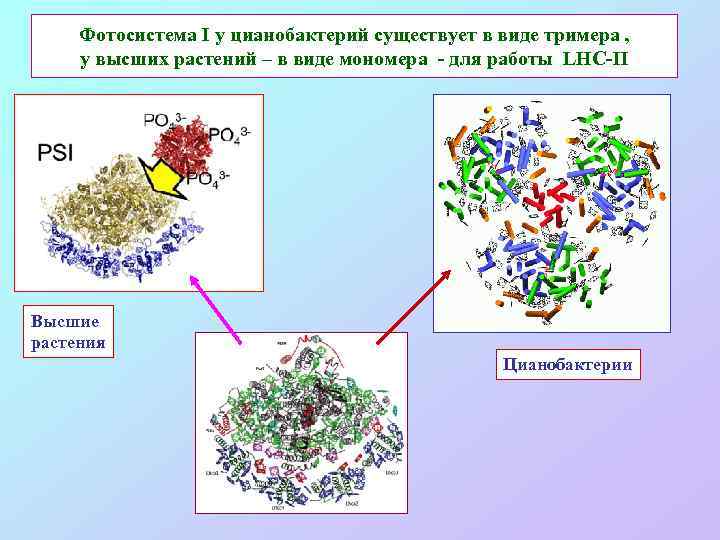 Фотосистема I у цианобактерий существует в виде тримера , у высших растений – в