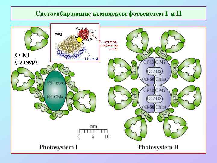 Светособирающие комплексы фотосистем I и II «экстра» (подвижные) LHCII ССКII (тример) Lhca 1 -4