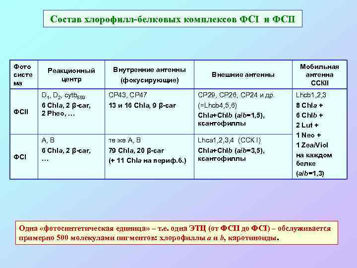 Состав хлорофилл-белковых комплексов ФСI и ФСII Фото систе ма Реакционный центр Внутренние антенны (фокусирующие)