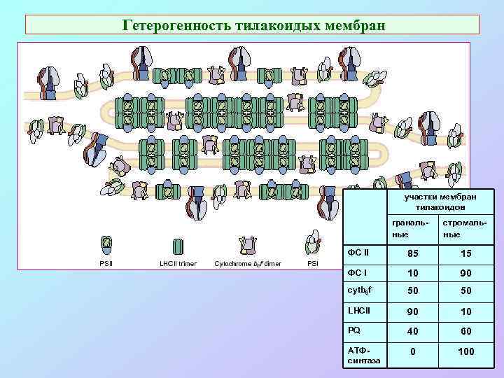 Гетерогенность тилакоидых мембран участки мембран тилакоидов гранальные стромальные ФС II 85 15 ФС I