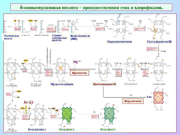 δ-амнолевулиновая кислота – проедшественник гема и хлорофиллов. 5 -аминолевулиновая кислота Глутаминовая кислота Порфобилиноген (PBG)